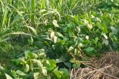 एक ही खेत में कई फसलें: मुरादाबाद के किसान की अनूठी तरकीब से हो रहा दोगुना मुनाफा