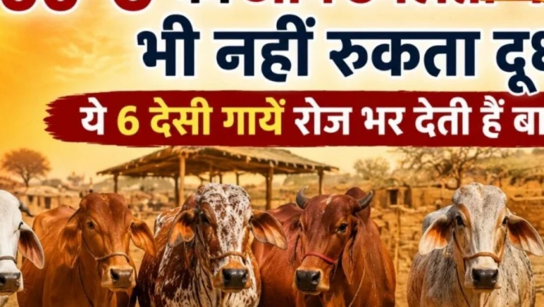 देसी गाय की बेहतरीन नस्लें: कम चारे और कड़ी धूप में भी बाल्टी भरकर दूध देंगी ये गायें, समझें थारपारकर-साहीवाल की खूबियां