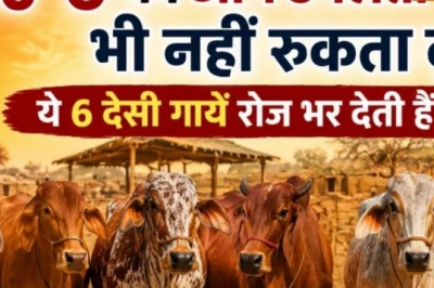 देसी गाय की बेहतरीन नस्लें: कम चारे और कड़ी धूप में भी बाल्टी भरकर दूध देंगी ये गायें, समझें थारपारकर-साहीवाल की खूबियां