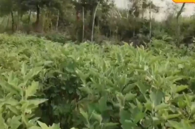 704 बैंगन ने पलट दी छपरा के किसान सुरेंद्र की तकदीर! एक बार रोपाई और 3 साल तक मुनाफा, समझिए पूरी तरकीब