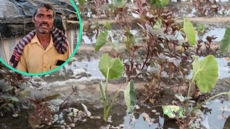 यूपी से बीज लाकर फरीदाबाद में अरबी की खेती कर रहे किसान बदन सिंह, नए प्रयोग ने चौंकाया