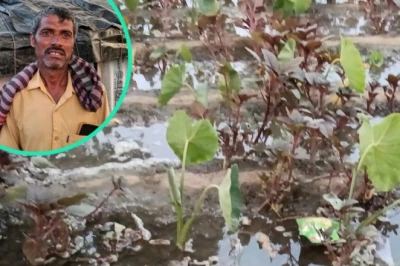 यूपी से बीज लाकर फरीदाबाद में अरबी की खेती कर रहे किसान बदन सिंह, नए प्रयोग ने चौंकाया