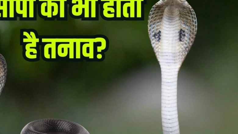 क्या सांप भी महसूस करते हैं तनाव? जानें कैसे बदल जाता है उनका व्यवहार और बढ़ जाती है आक्रामकता