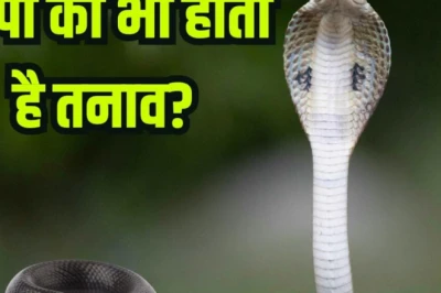 क्या सांप भी महसूस करते हैं तनाव? जानें कैसे बदल जाता है उनका व्यवहार और बढ़ जाती है आक्रामकता