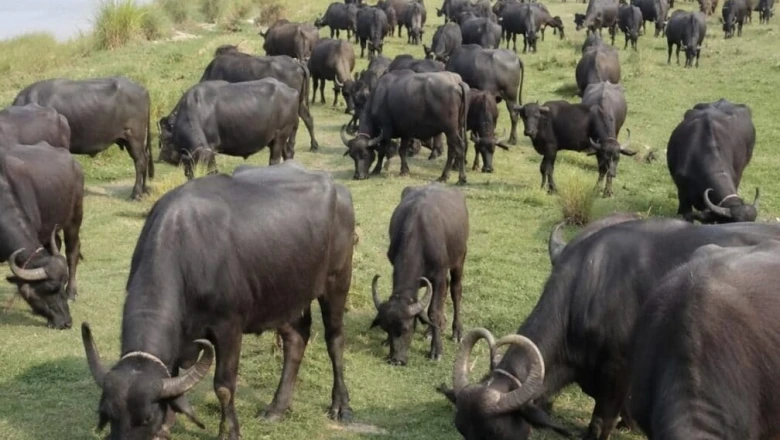 बलिया में दियारा से अचानक गायब हुईं 11 भैंसें, खेत-खेत और गली-गली खोज में जुटी पुलिस