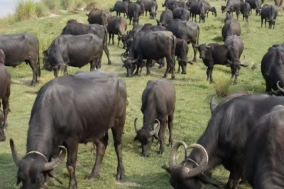 बलिया में दियारा से अचानक गायब हुईं 11 भैंसें, खेत-खेत और गली-गली खोज में जुटी पुलिस