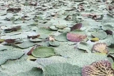 मखाना बना 'सफेद सोना', जीआई टैग से बदली किस्मत; दरभंगा में 750 किसान कर रहे खेती, एक बीघा में डेढ़ लाख तक मुनाफा