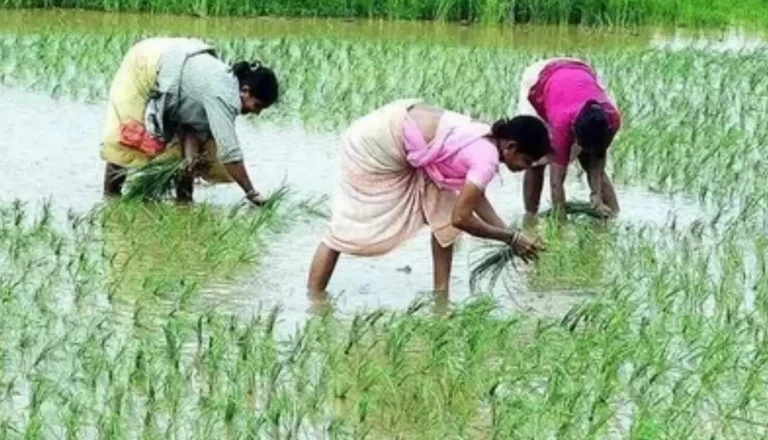 Farming Tips: मानसून आने से पहले खेतों में निपटा लें ये 3 काम, खरीफ फसल में मिलेगी बंपर पैदावार