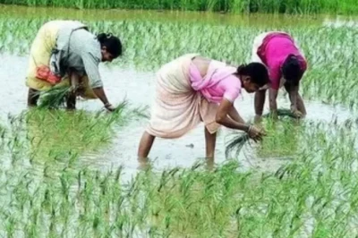 Farming Tips: मानसून आने से पहले खेतों में निपटा लें ये 3 काम, खरीफ फसल में मिलेगी बंपर पैदावार