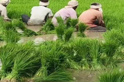 छोटा कीट, बड़ा खतरा: पत्ता लपेटक ने धान की नर्सरी को बनाया निशाना, समय रहते अपनाएं ये उपाय