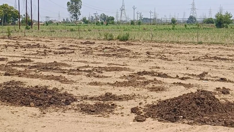 धान की रोपाई से पहले करें खेत की मिट्टी का शोधन, ये तीन जैविक उत्पाद हैं कारगर, कीटनाशक की भी नहीं पड़ेगी जरूरत