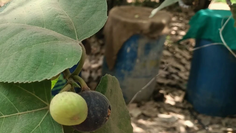 सिरोही में जैविक अंजीर की खेती बनी किसानों की आमदनी का जरिया, कम पानी में मिल रहा भरपूर उत्पादन