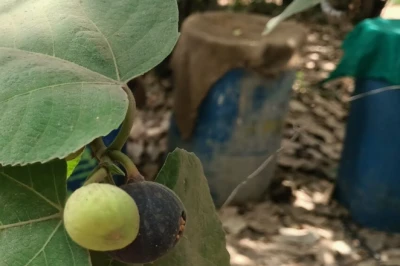 सिरोही में जैविक अंजीर की खेती बनी किसानों की आमदनी का जरिया, कम पानी में मिल रहा भरपूर उत्पादन