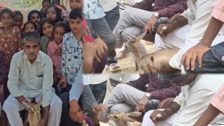तीन माह तक बेटी की तरह पाली हिरणी 'फातिमा', विदाई के वक्त मेहंदी लगाकर नम आंखों से किया रुखसत