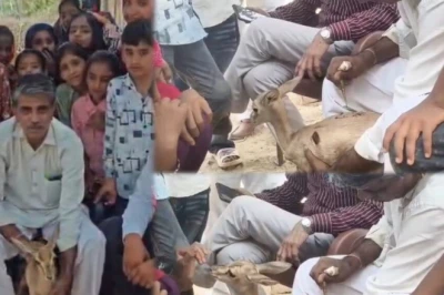 तीन माह तक बेटी की तरह पाली हिरणी 'फातिमा', विदाई के वक्त मेहंदी लगाकर नम आंखों से किया रुखसत