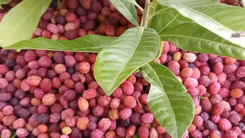 देहरादून की सड़कों से क्यों ओझल हुआ पहाड़ों का 'लाल सोना' काफल, लोगों ने कहा- यह तो हमारी आत्मा था