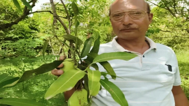एक ही पेड़ पर 25 किस्म के आम, सीधी के किसान विपिन सिंह की मेहनत देख वैज्ञानिक भी दंग