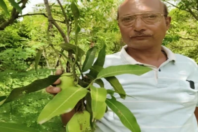 एक ही पेड़ पर 25 किस्म के आम, सीधी के किसान विपिन सिंह की मेहनत देख वैज्ञानिक भी दंग