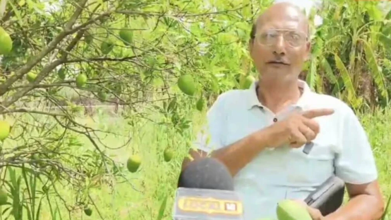 लक्ष्मण भोग आम: पतले छिलके और रसभरे गूदे की मनमोहक खुशबू ग्राहकों को खींच लाती है, बाजार में मचा रही धूम