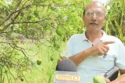 लक्ष्मण भोग आम: पतले छिलके और रसभरे गूदे की मनमोहक खुशबू ग्राहकों को खींच लाती है, बाजार में मचा रही धूम