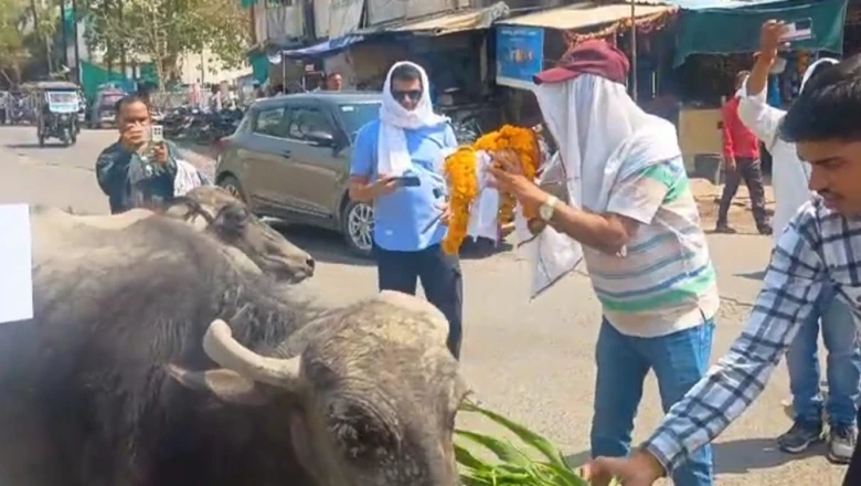 हड़ताल का निराला अंदाज: भैंस के सामने बीन बजाते दिखे स्वास्थ्यकर्मी, हैरान रह गए राहगीर