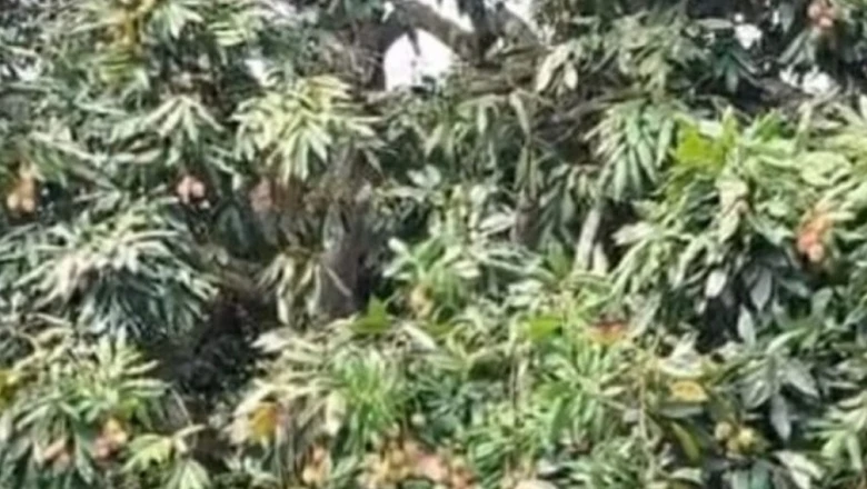 आम के बाद अब बीज रहित बेदाना लीची का कमाल, BAU सबौर ने किया तैयार; काली मिर्च के दाने जितना कण, शाही से भी बड़ा आकार
