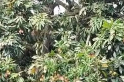 आम के बाद अब बीज रहित बेदाना लीची का कमाल, BAU सबौर ने किया तैयार; काली मिर्च के दाने जितना कण, शाही से भी बड़ा आकार