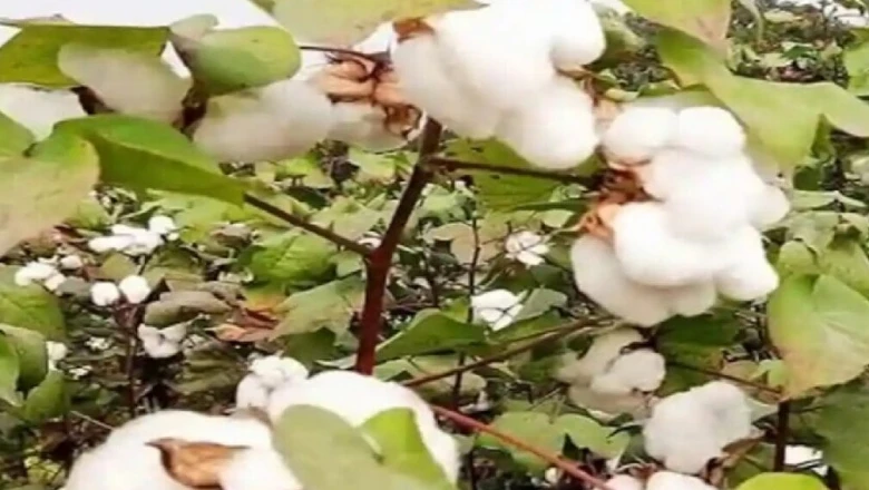 कपास में खाद डालने का तरीका बदलें, फिर देखें पैदावार में जबरदस्त उछाल