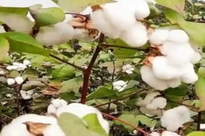 कपास में खाद डालने का तरीका बदलें, फिर देखें पैदावार में जबरदस्त उछाल