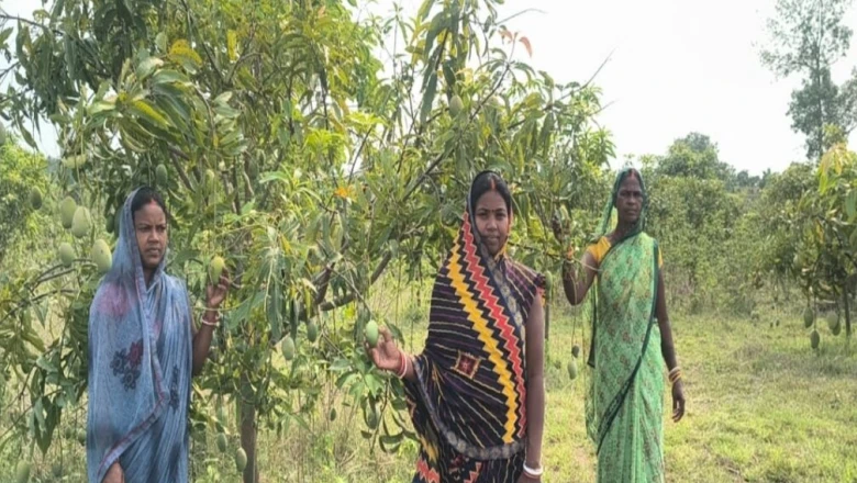 सरकारी पौधों से बदली किस्मत: आम बेचकर रोज 1000 से 1200 रुपये कमा रहीं देवघर की महिलाएं