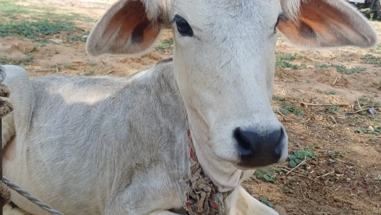 मानसून में पशुओं की देखभाल: थोड़ी-सी चूक से बीमार पड़ सकते हैं मवेशी, अपनाएं ये जरूरी उपाय