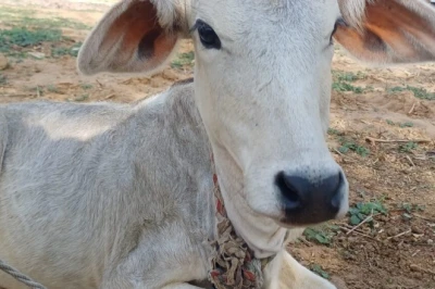 मानसून में पशुओं की देखभाल: थोड़ी-सी चूक से बीमार पड़ सकते हैं मवेशी, अपनाएं ये जरूरी उपाय