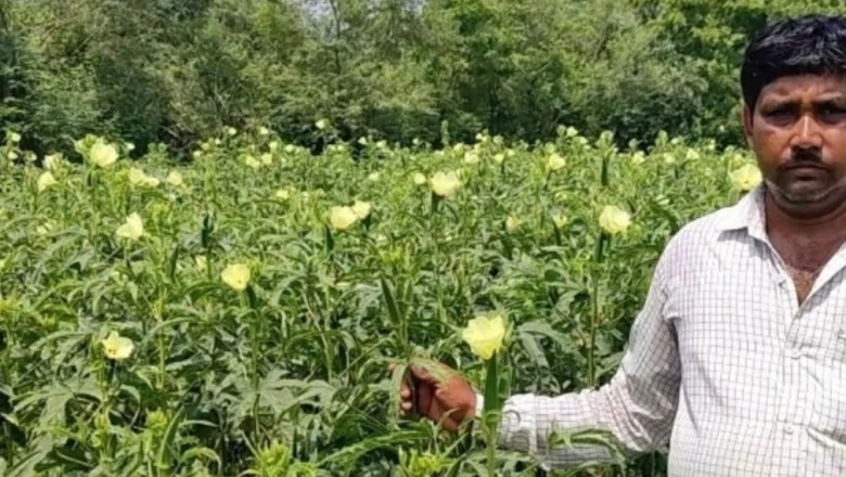 Bhindi Farming: बोकारो के रंजन शर्मा की भिंडी से कमाई, 17 हजार की लागत में 45 दिनों में 80 हजार की आमदनी, बताया सफलता का राज