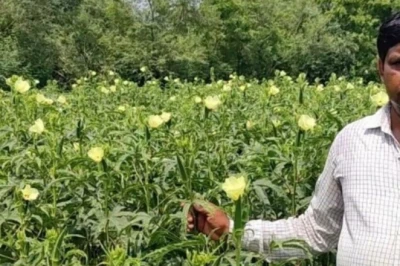 Bhindi Farming: बोकारो के रंजन शर्मा की भिंडी से कमाई, 17 हजार की लागत में 45 दिनों में 80 हजार की आमदनी, बताया सफलता का राज