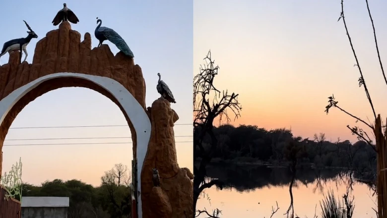 राजस्थान पर्यटन: सीकर के नानी बीड़ में बसा पक्षियों का संसार, 40 से अधिक प्रजातियों ने बनाया आशियाना