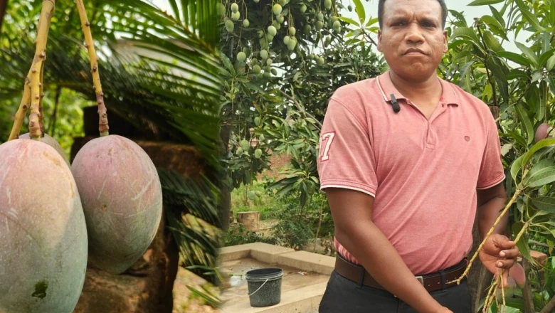 जापान का ढाई लाख रुपये किलो वाला मियाजाकी आम अब जमशेदपुर में, 500 रुपये प्रति पीस में चखें स्वाद