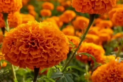 अनाज-नकदी फसलों के साथ अब फूलों की खेती पर किसानों का भरोसा, गेंदा बोएं और ढाई महीने में कमाएं मुनाफा