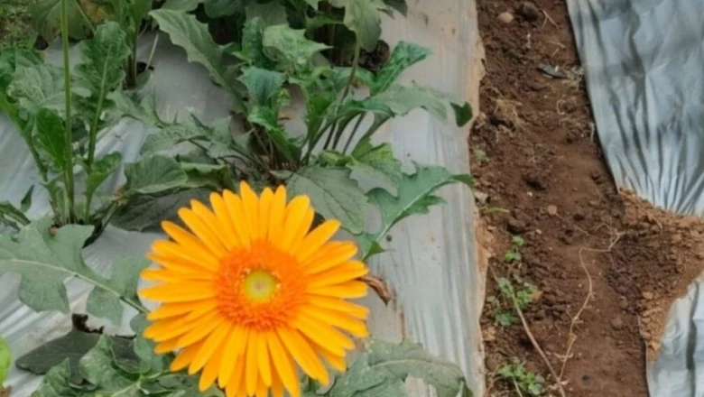 चौथी पास किसान ने 4 कट्ठा जमीन में उगाया जरबेरा, सालाना 4 लाख की कमाई, बेटा कर रहा रेलवे में नौकरी