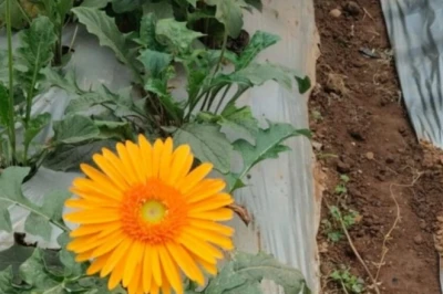 चौथी पास किसान ने 4 कट्ठा जमीन में उगाया जरबेरा, सालाना 4 लाख की कमाई, बेटा कर रहा रेलवे में नौकरी