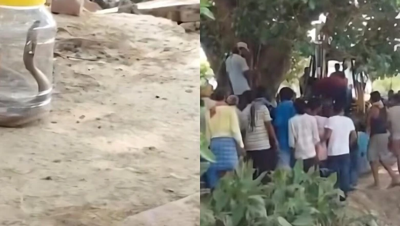 सीवान के सुरवाला गांव में सांप के डसने से सोनू और मनीष की मौत, पीपल के पेड़ से निकले दो खतरनाक सांप