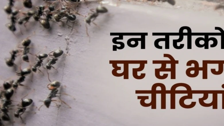 घर से कॉकरोच और चींटियां भगाने के सस्ते घरेलू नुस्खे, मिनटों में दिखेगा असर