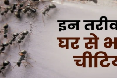 घर से कॉकरोच और चींटियां भगाने के सस्ते घरेलू नुस्खे, मिनटों में दिखेगा असर