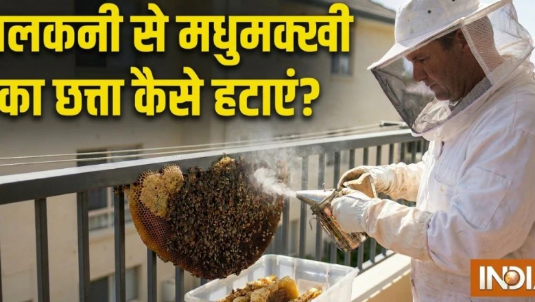 बालकनी से मधुमक्खी का छत्ता हटाने का सबसे आसान उपाय, घर बैठे यूं पाएं छुटकारा