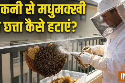 बालकनी से मधुमक्खी का छत्ता हटाने का सबसे आसान उपाय, घर बैठे यूं पाएं छुटकारा