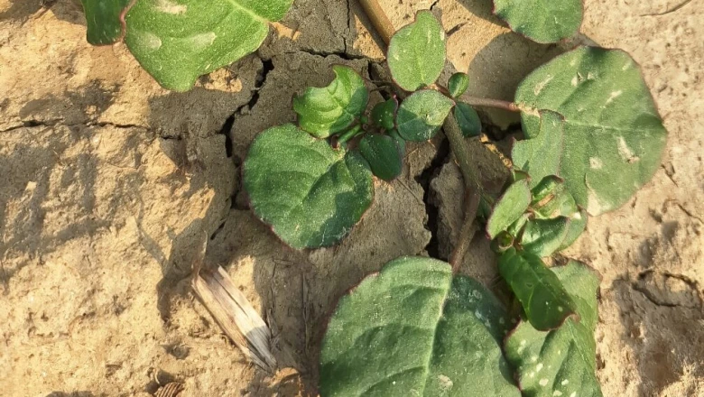 बारिश में उगने वाला यह औषधीय पौधा है सेहत का खजाना, जानें ट्रायनथेमा पोर्टुलाकैस्ट्रम के फायदे और सेवन का तरीका