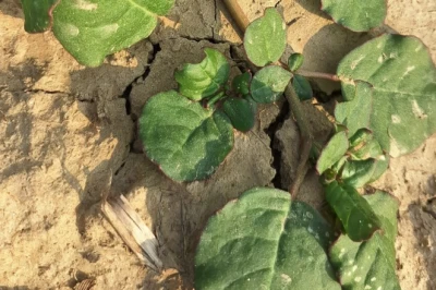 बारिश में उगने वाला यह औषधीय पौधा है सेहत का खजाना, जानें ट्रायनथेमा पोर्टुलाकैस्ट्रम के फायदे और सेवन का तरीका