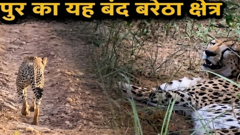 कुनो का चीता KP-3 जा पहुंचा बंद बरेठा के जंगल, कई दिनों से जमाए है डेरा; 24 घंटे चल रही सख्त निगरानी