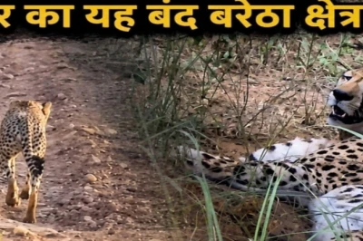 कुनो का चीता KP-3 जा पहुंचा बंद बरेठा के जंगल, कई दिनों से जमाए है डेरा; 24 घंटे चल रही सख्त निगरानी