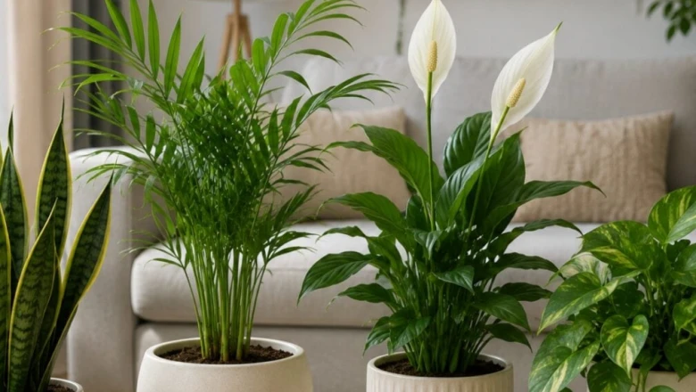लिविंग रूम में लगाएं ये 4 एयर-प्यूरिफाइंग पौधे, घटेगा तनाव और मिलेगी पहाड़ों जैसी ताजी हवा