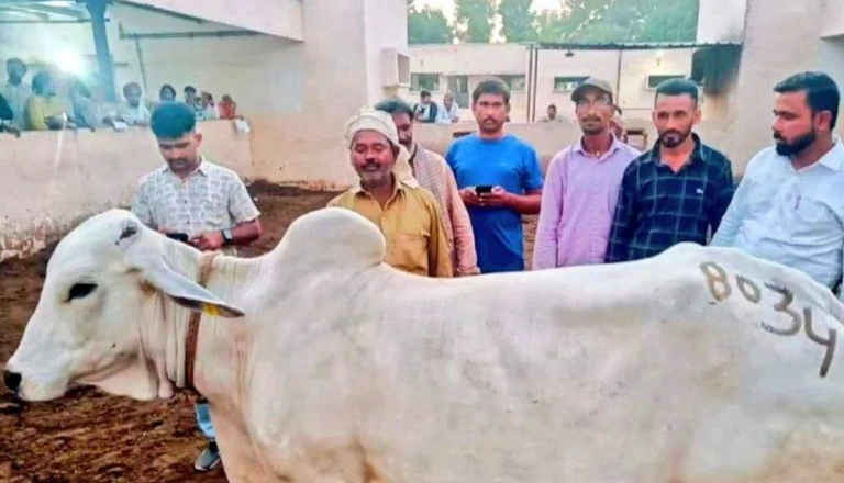 थारपारकर गाय बनी पशुपालकों की पहली पसंद, रोज देती है 12-15 लीटर दूध, सेहत और कमाई दोनों में अव्वल